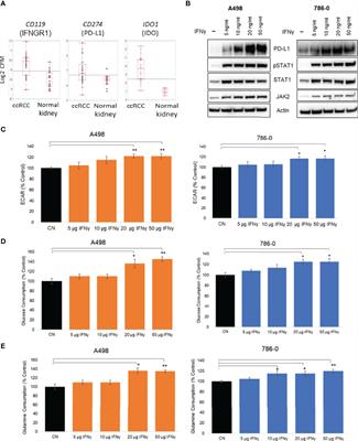PD-L1 Mediates IFNγ-Regulation of Glucose but Not of Tryptophan Metabolism in Clear Cell Renal Cell Carcinoma